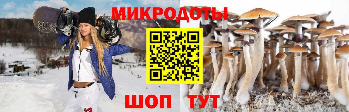 Псилоцибиновые грибы Psilocybe Ноябрьск